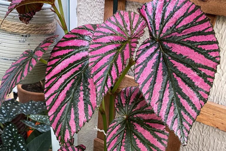 begonia brevirimosa care