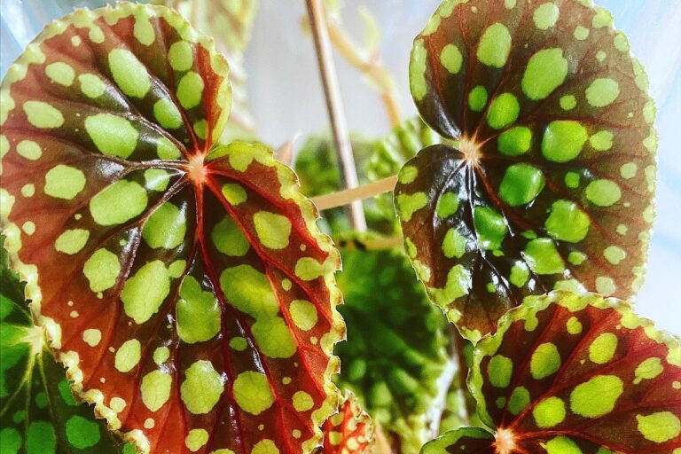 begonia chlorosticta care