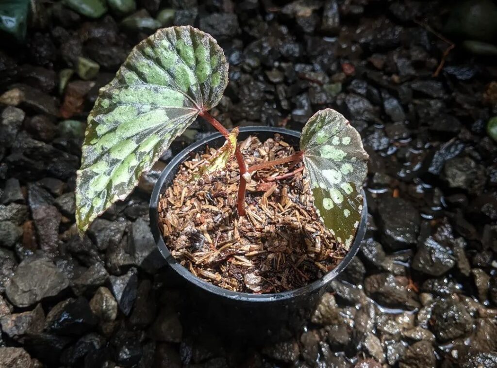 begonia chlorosticta plant care