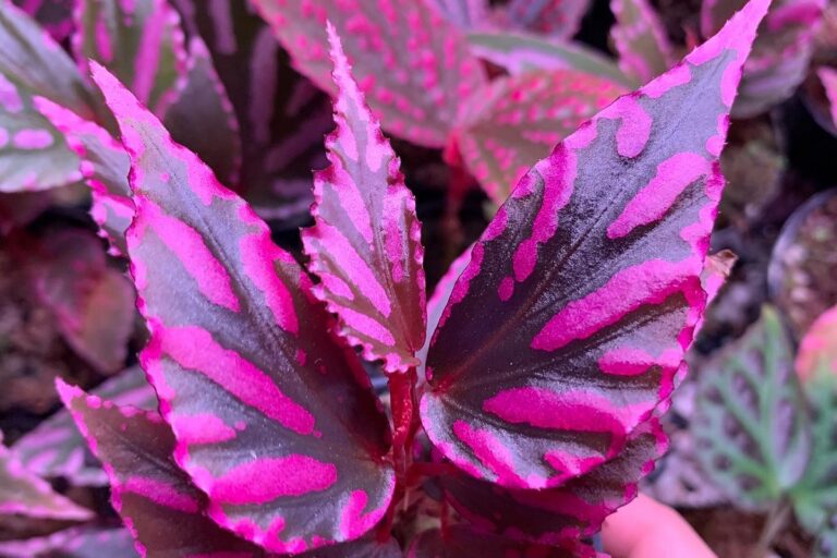 begonia julau care