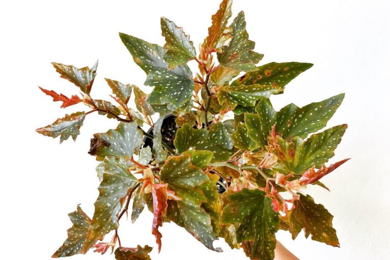 begonia medora care