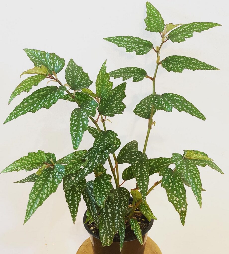 begonia medora plant
