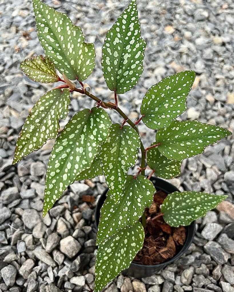 begonia medora plant care