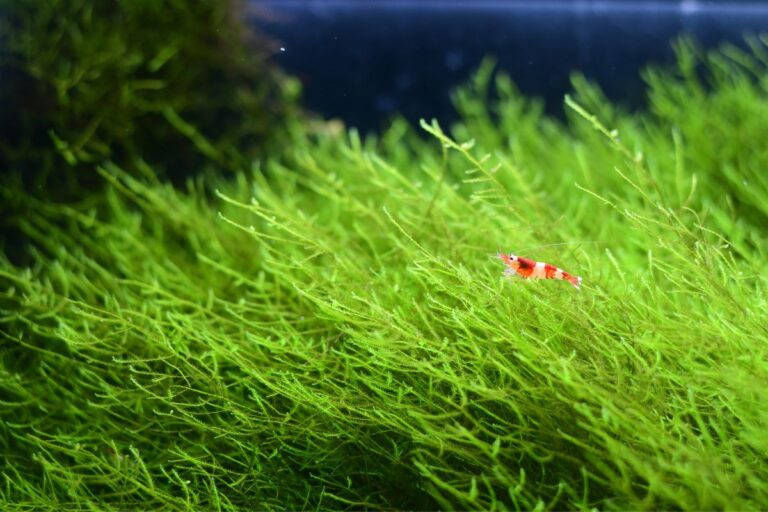 best plants for shrimp tank