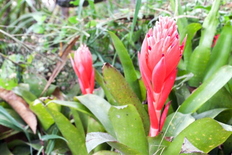 billbergia care