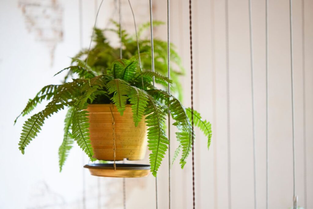 boston fern