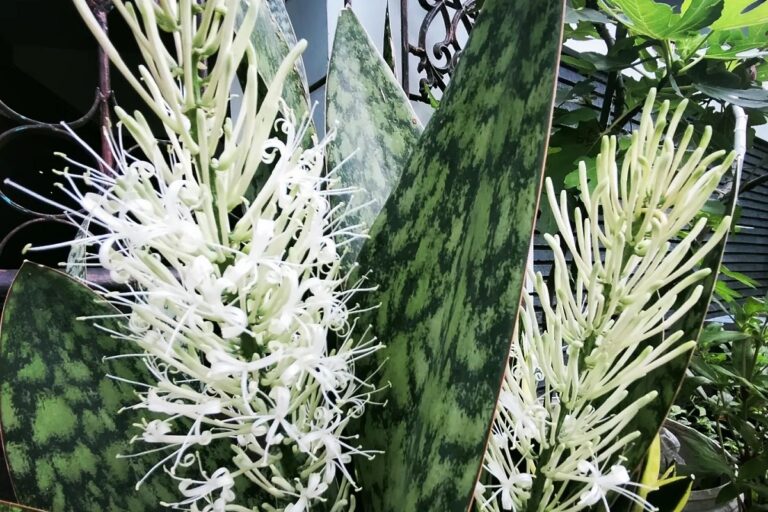 do snake plants flower
