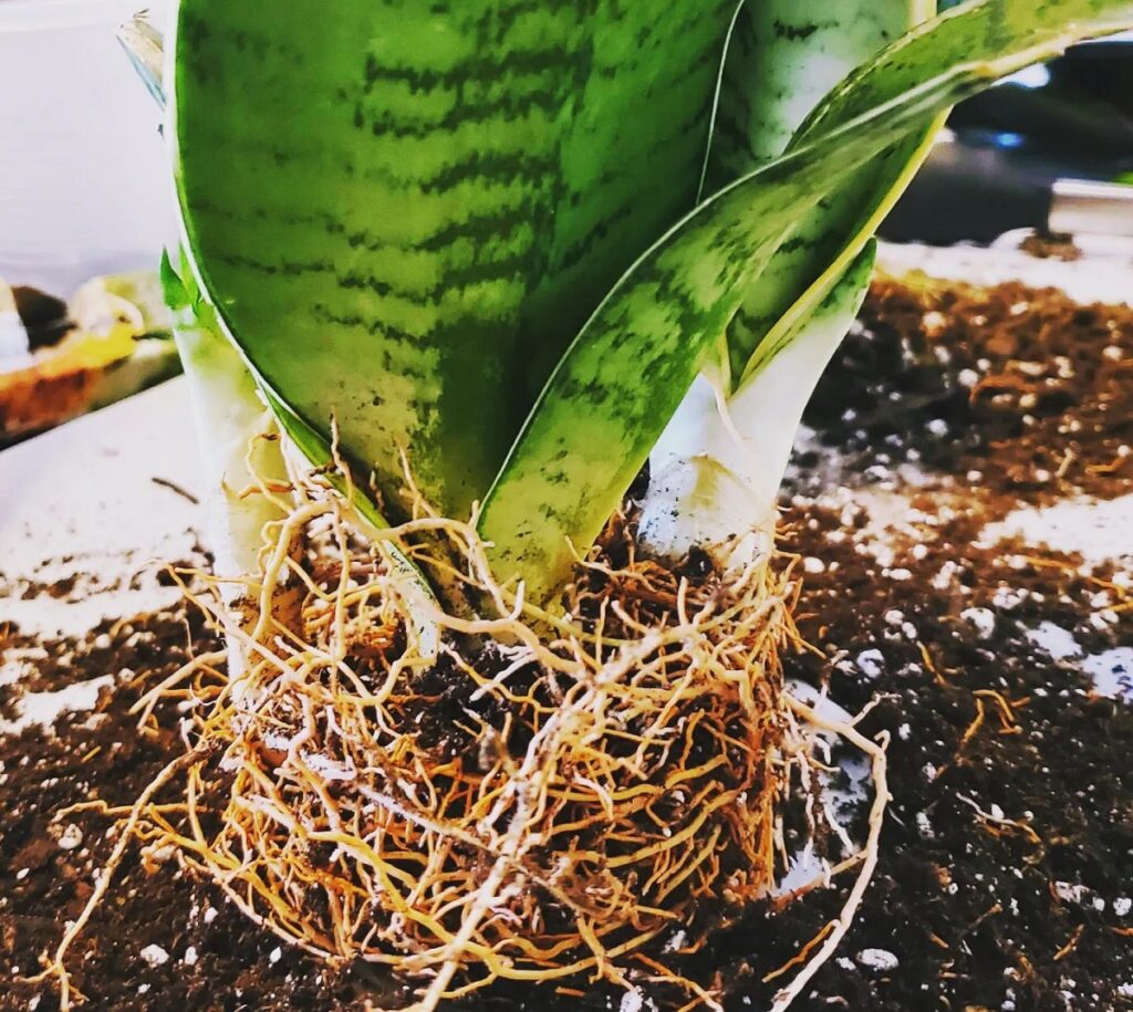 do snake plants have large root systems