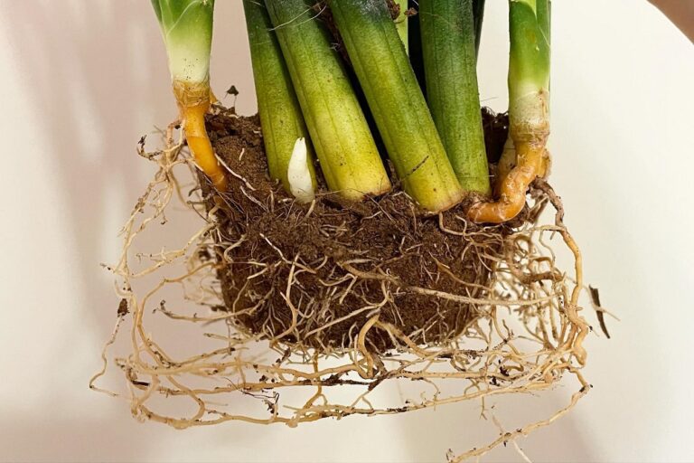 do snake plants like to be root bound