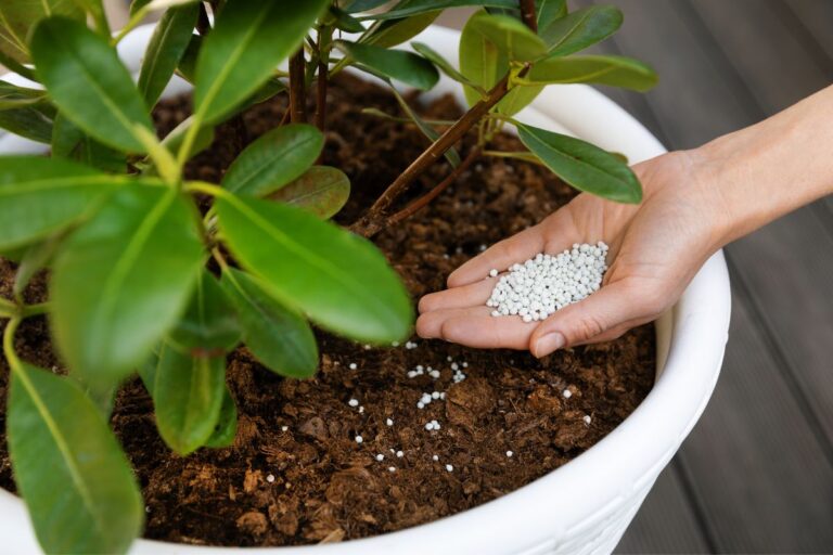 fertilizing indoor plants in winter