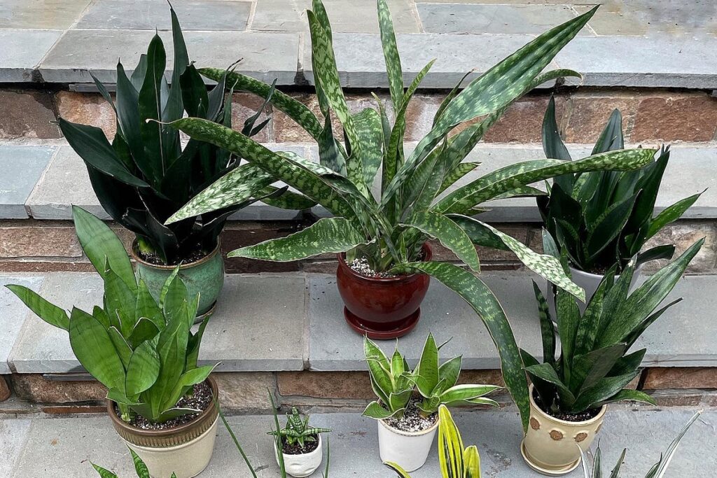 grow snake plant faster