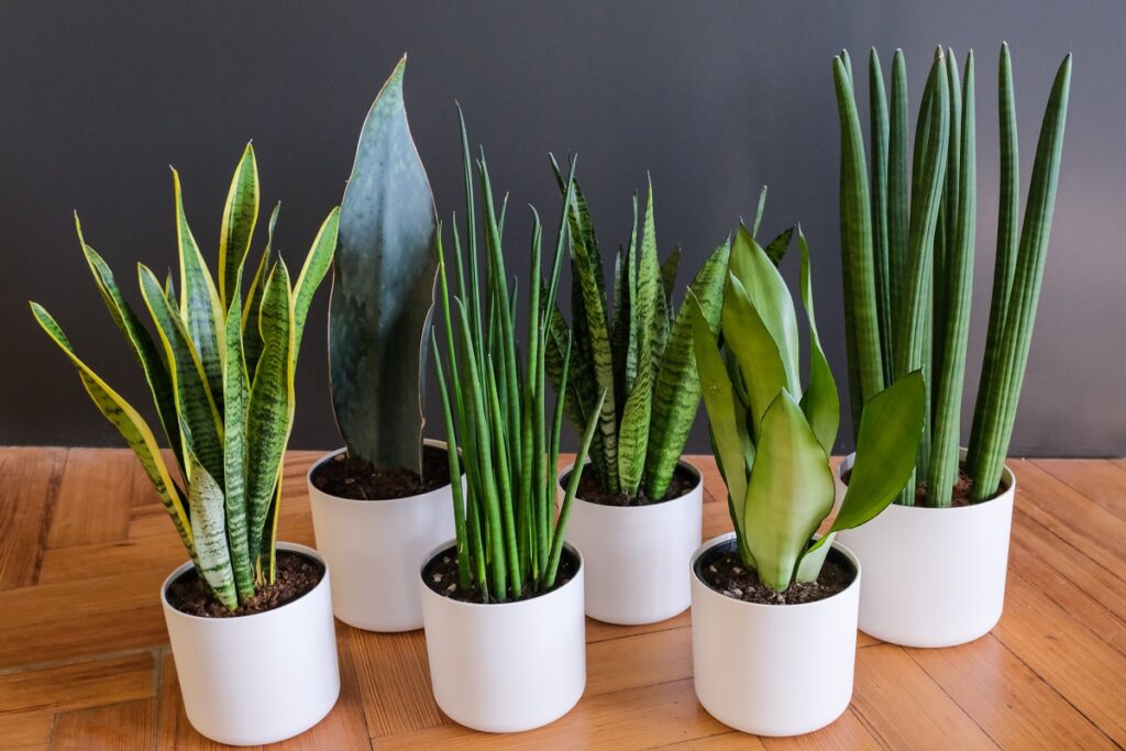 how fast do snake plants grow indoors