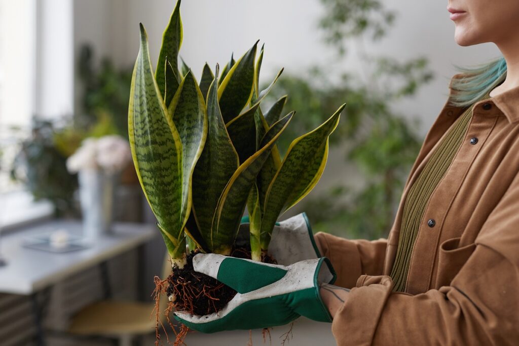 how long does it take for snake plants to multiply by root division