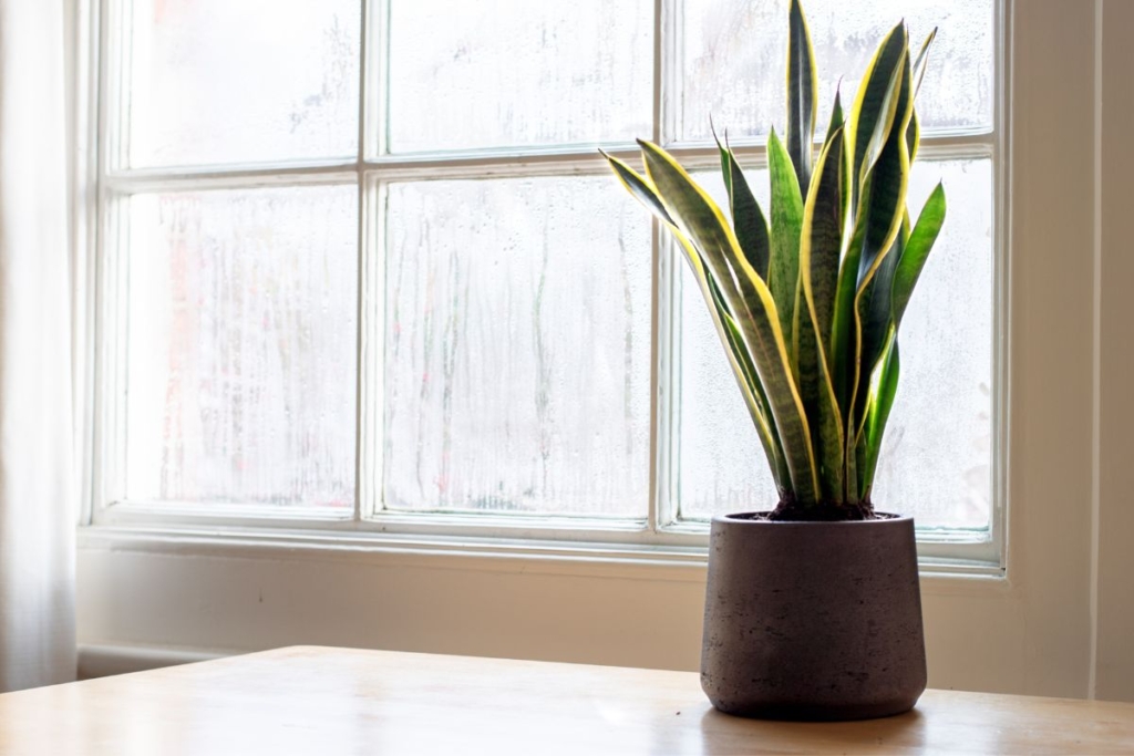 how many days can snake plant go without water