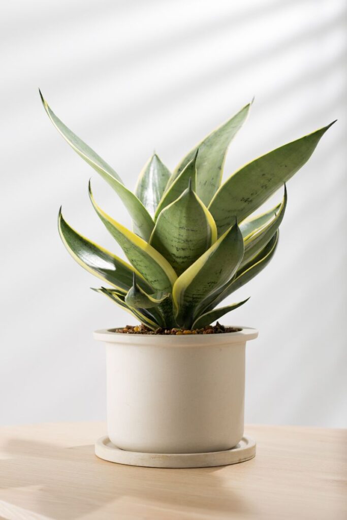 how much direct sun should a snake plant get