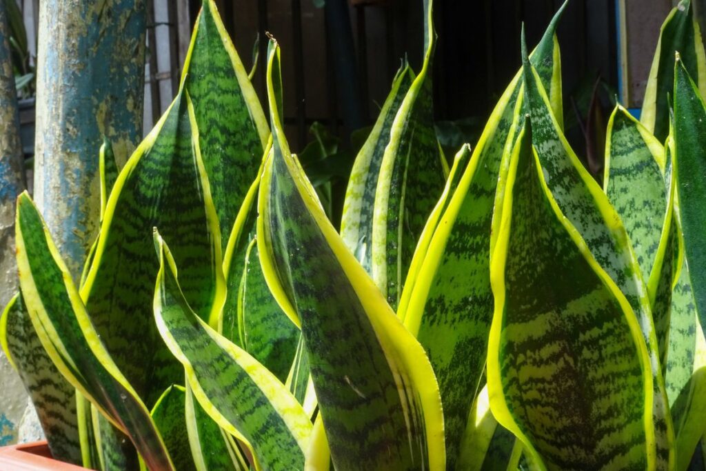 how much sun do snake plants need