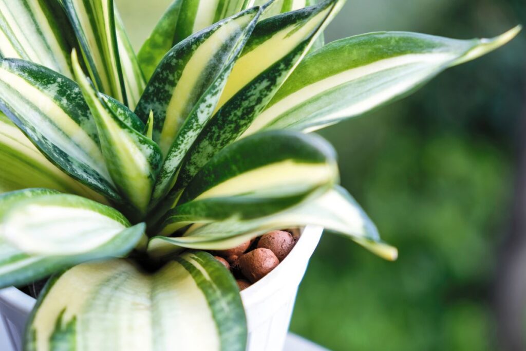 how much sunlight do snake plants need