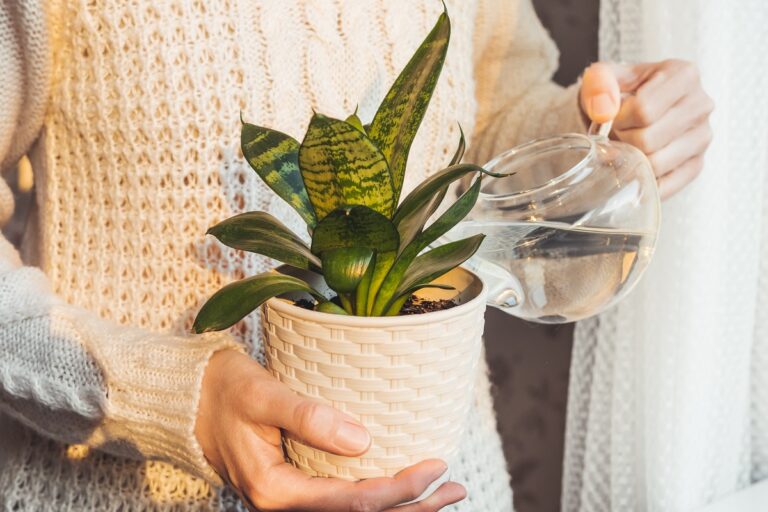how often to water snake plants