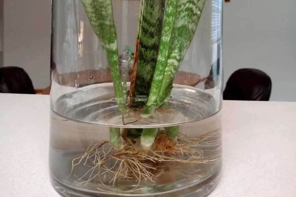 how to grow snake plant in water