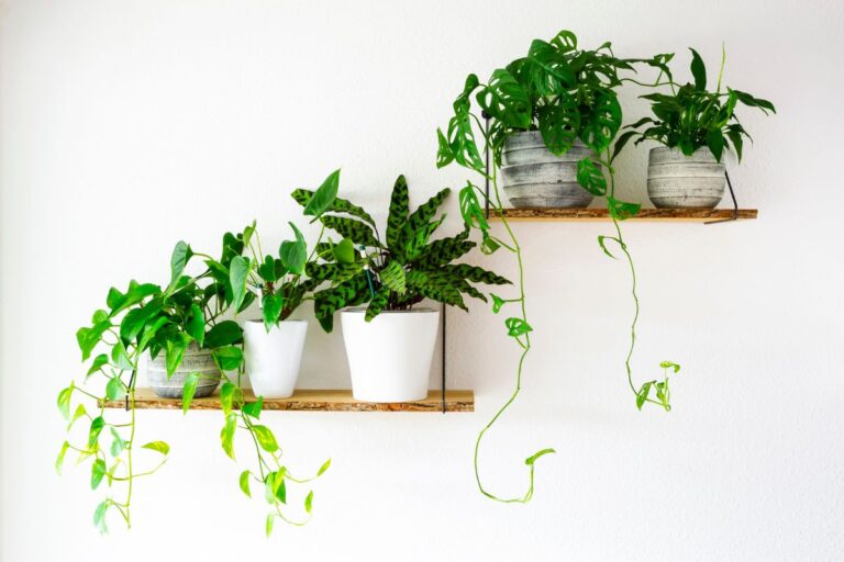 how to make indoor plants grow faster