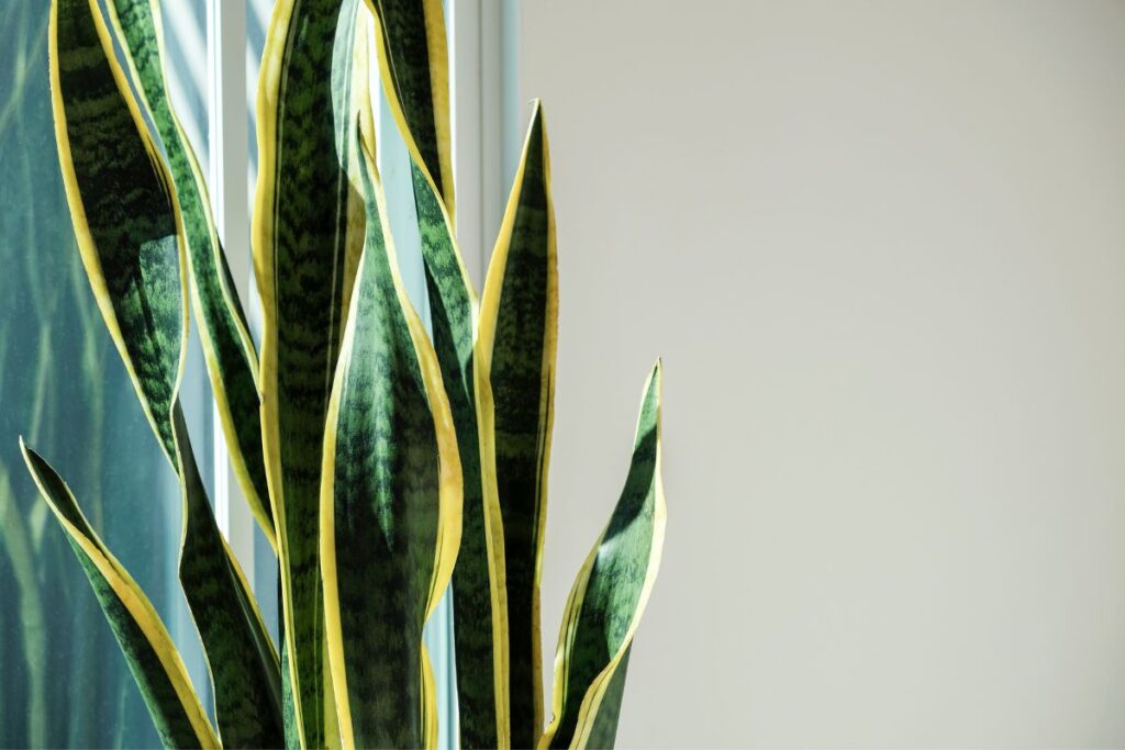 how to make snake plant grow faster