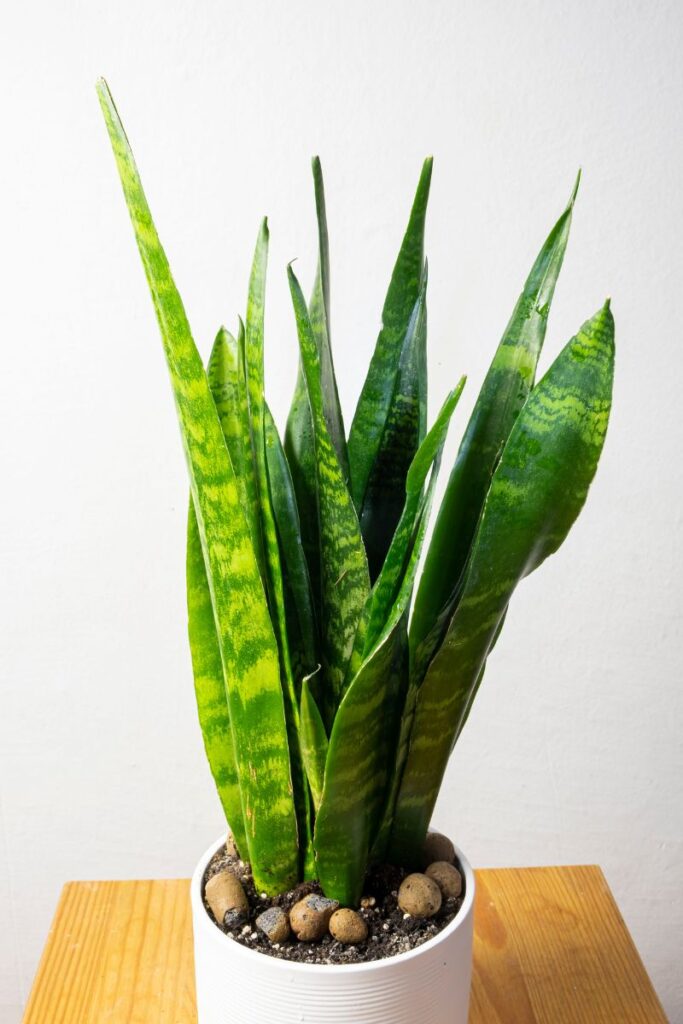 how to water snake plant without drainage holes