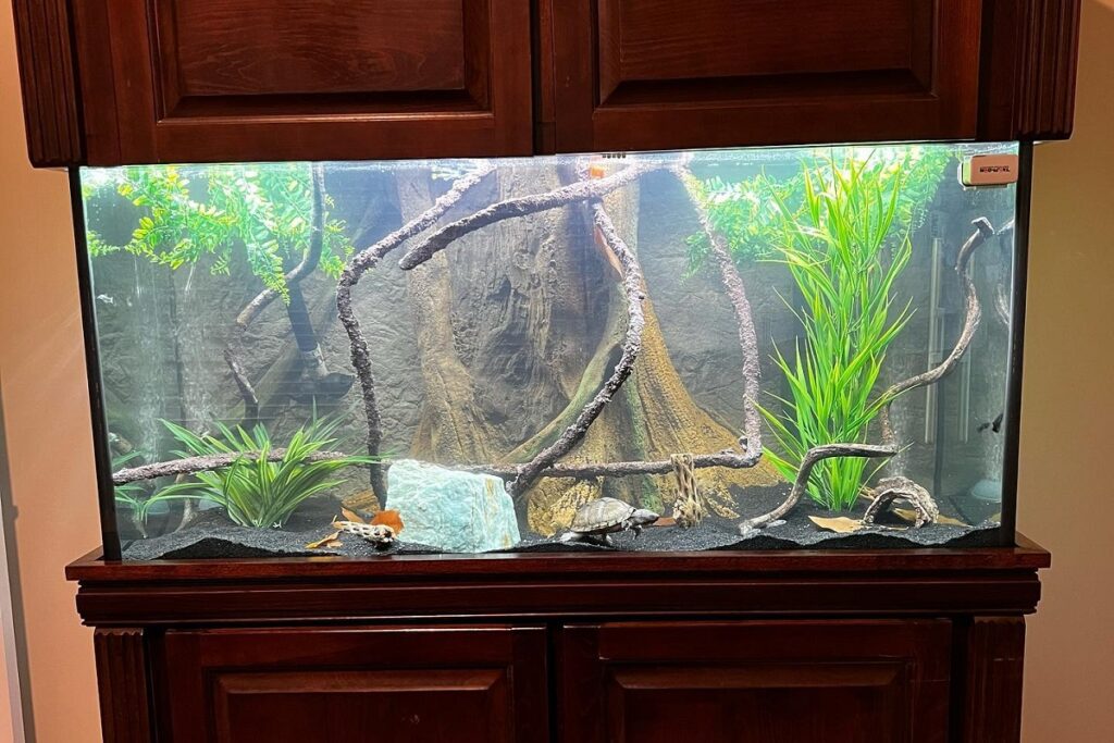 live plants in turtle tank