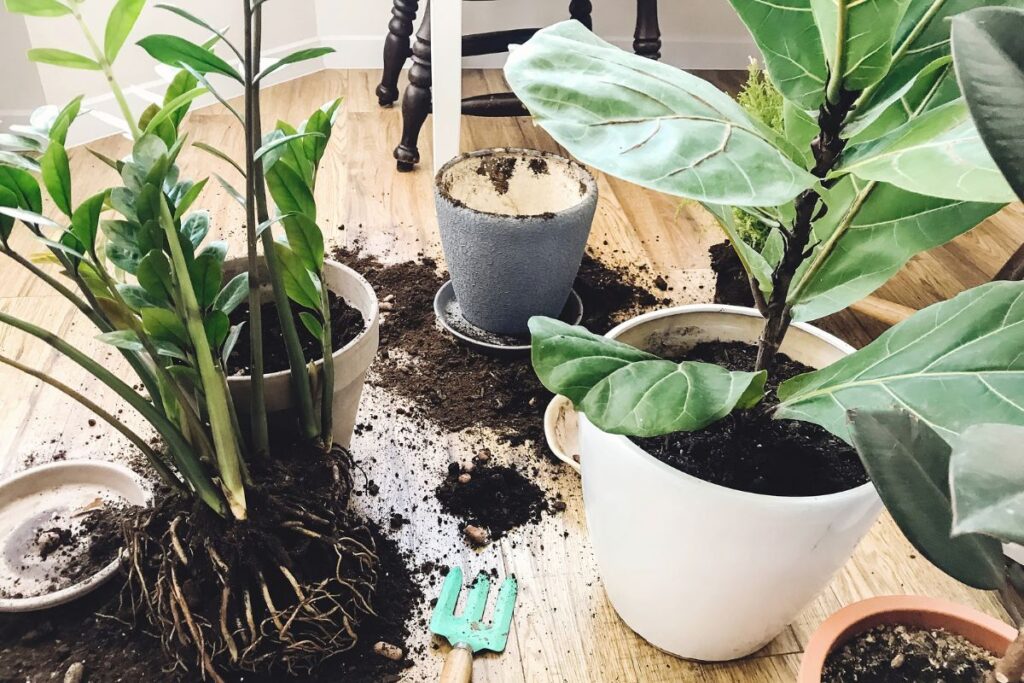 make indoor plants grow faster