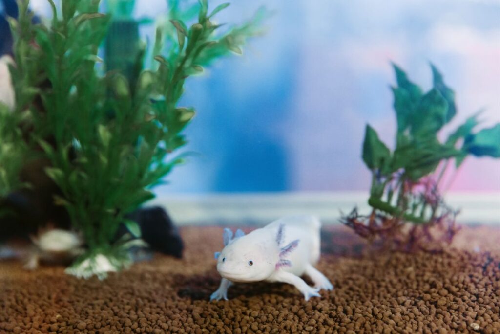 plants for axolotl tank