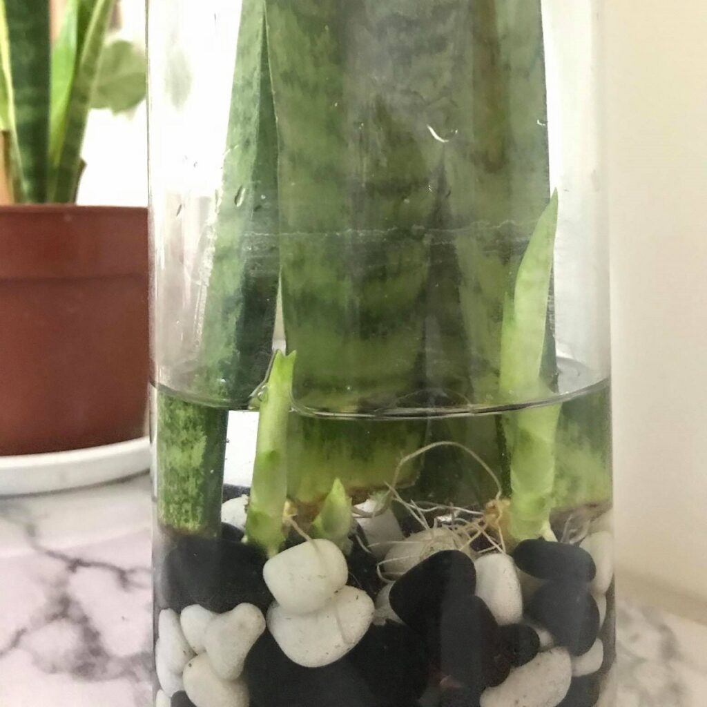 propagating snake plant in water