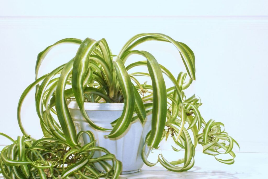 spider plant