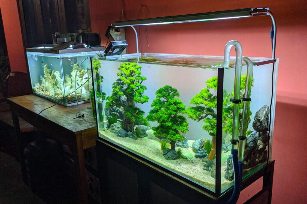what plants are good for turtle tanks