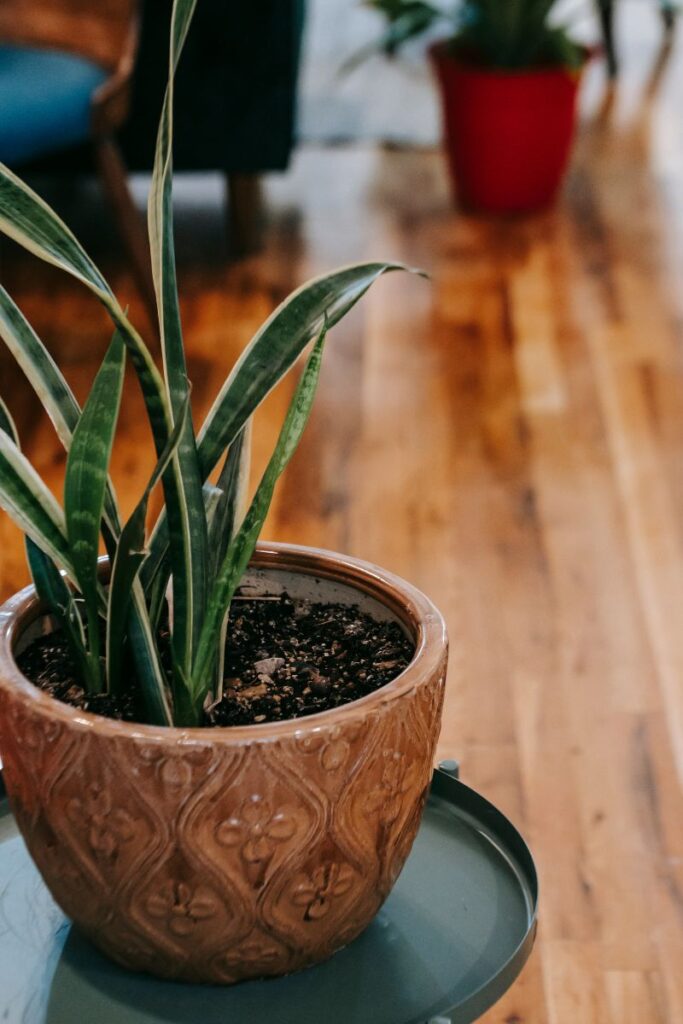 where should snake plant be placed at home