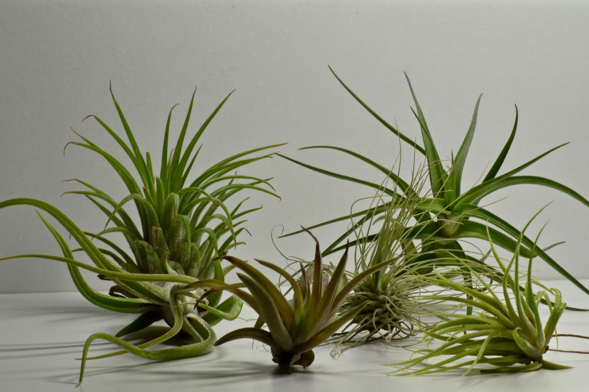 Air Plants