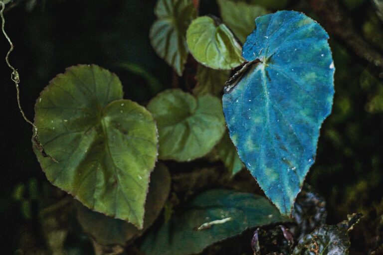 Begonia Pavonina care