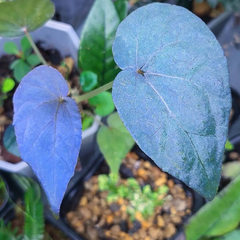 Begonia Pavonina plant care