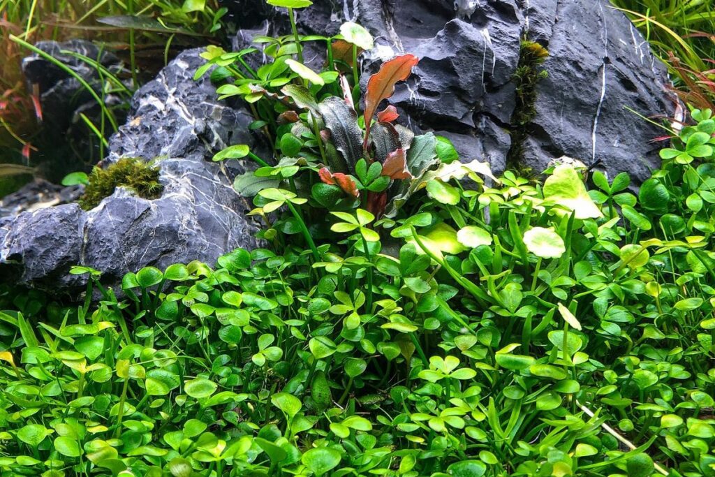 15 Low Tech Carpet Plants For Aquariums Houseplant Alley 15 Low Tech Carpet Plants For Aquariums Houseplant Alley