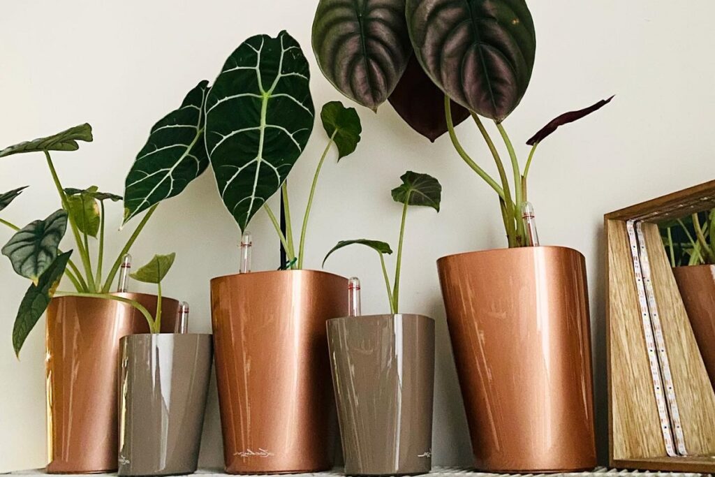 are self watering pots good for indoor plants