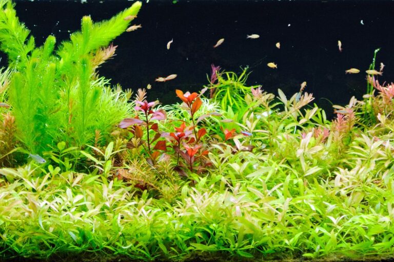 best aquarium carpet plants
