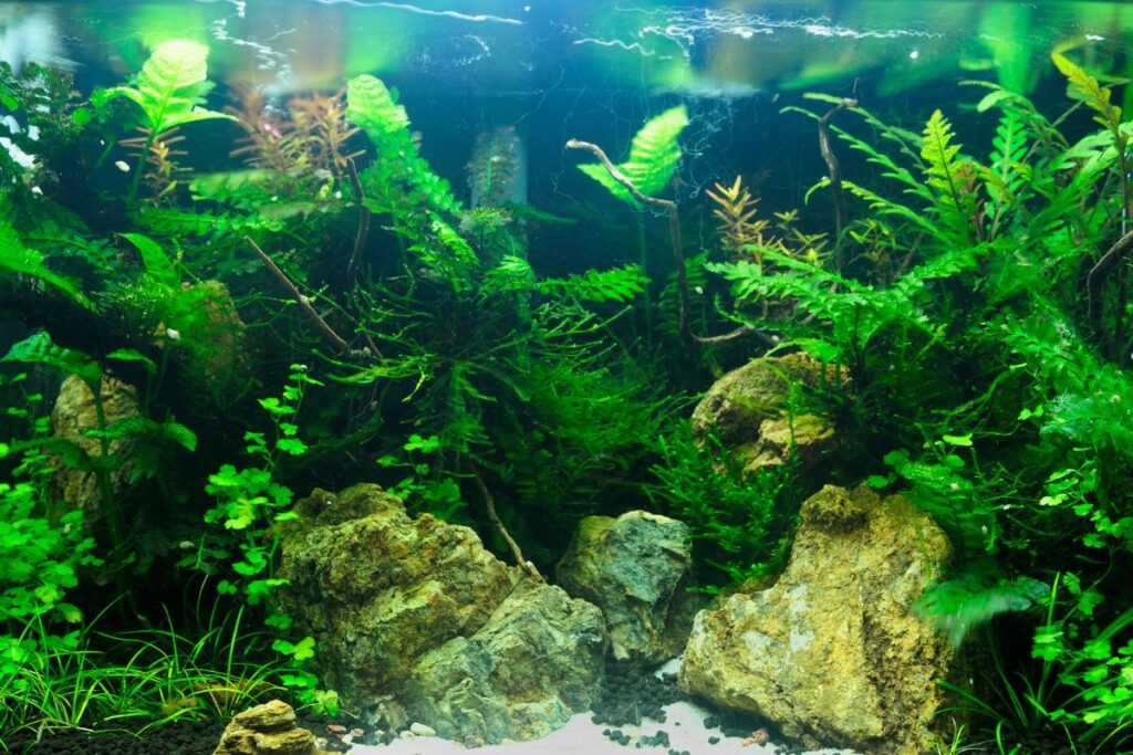 best low light aquarium plants