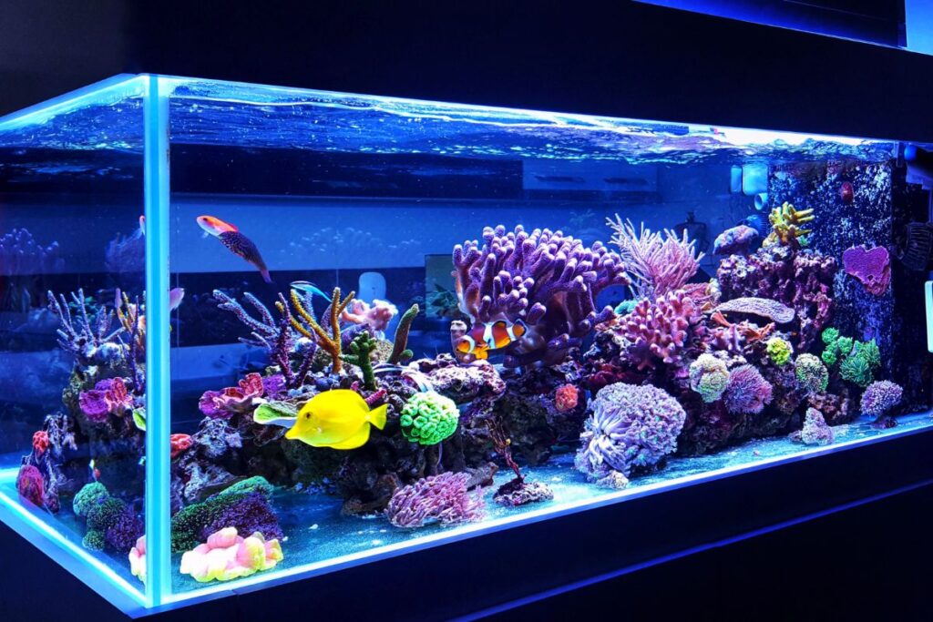 can aquarium plants grow in blue light