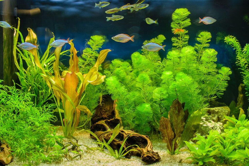 can plants grow in gravel aquarium