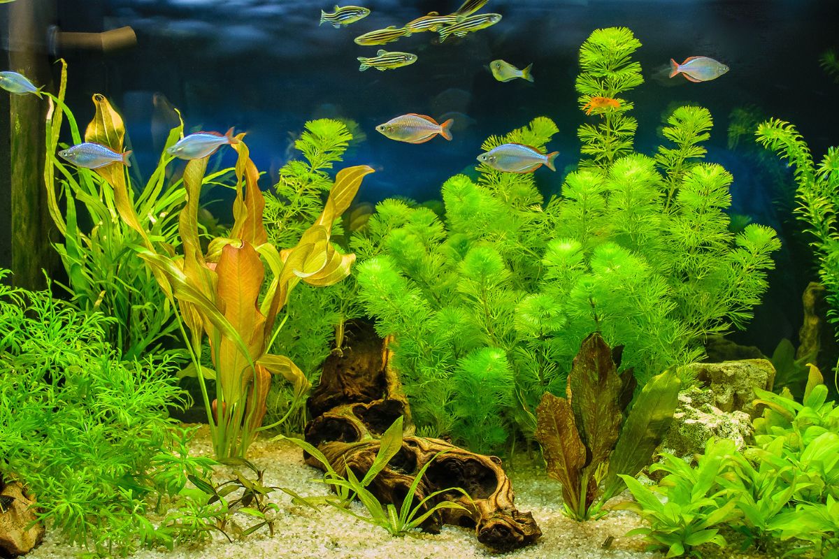 Can Aquarium Plants Grow In Gravel