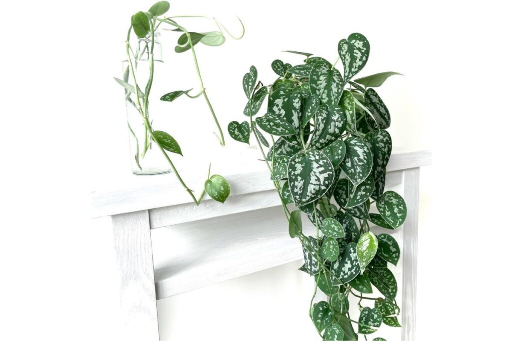 does pothos grow faster in soil or water