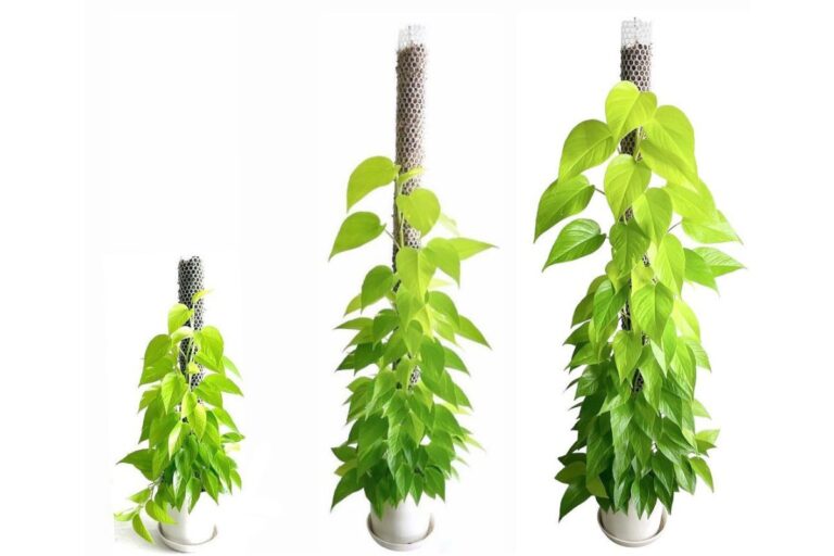 how long do pothos take to grow