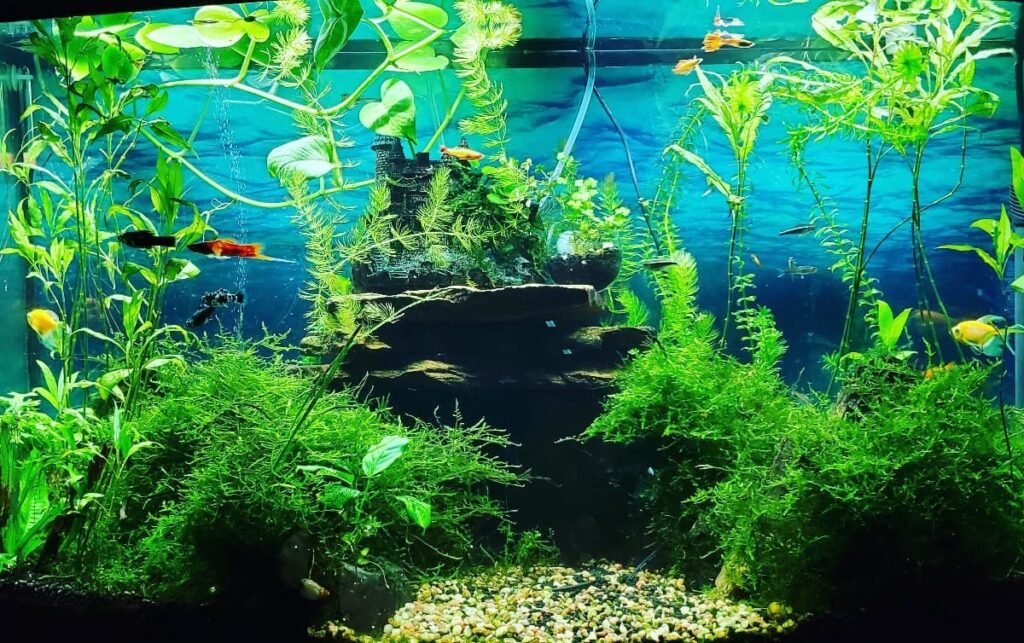 where to place pothos in an aquarium
