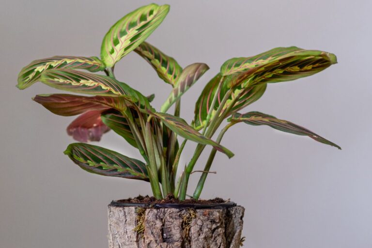 why do prayer plants move