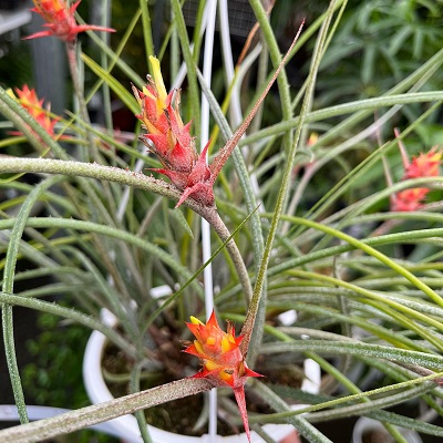 Acanthostachys strobilacea