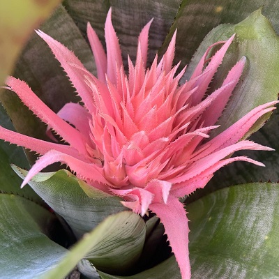Aechmea fasciata