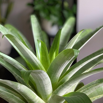 Alcantarea glaziouana